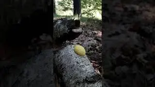 Що за чудо-юдо гриб?