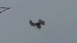 Лётные голуби заканчиваются, будем гонять декоративных!