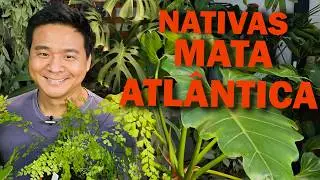 Plantas nativas da MATA ATLÂNTICA