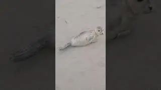 Морской котик в Дании #животные #морскойкотик #моря #дания