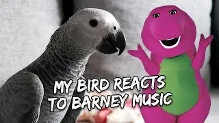 My Bird Reacts to Barney | Vlog 
