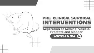 Separation Seminal Vesicle, Prostrate and Bladder in rat