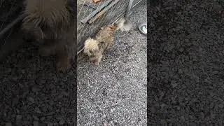 Щенки радуются игрушкам