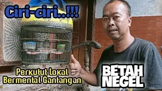 Ciri-ciri perkutut lokal bermental petarung untuk gacu Gantangan ‼️