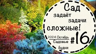 Садовые будни #16☘️Ищу замену тису☘️Вечнозелёные растения☘️Пересадила дёрен☘️Виноград Винчи☘️