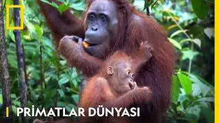 Orangutanların Yaşamı | Primatlar Dünyası | National Geographic