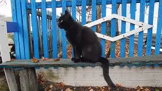 Про кота Линя.