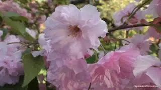 Сакура. Sakura.さくら.小樱