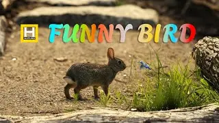 Crazy 😝 bird 🐦😀😀😀 #youtubevideo #@heavenlynature-ct7xg
