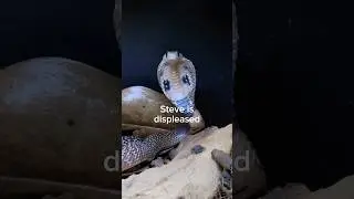My baby Cobra is unhappy.