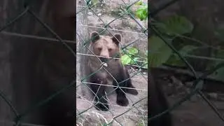 Bears teens #bear#animals#zoo#медведь#зоопарк#смешныеживотные
