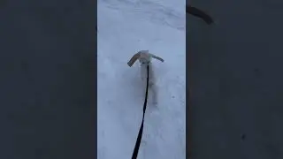 Маленькая собачка убирает улицы/ Little dog cleans the streets