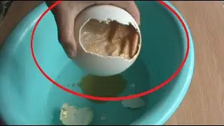 ШОК!!! ВЫЛУПЛЕНИЯ ГОМУНКУЛА ИЗ СТРАУСИНОГО ЯЙЦА 40 ДНЕЙ!!!(Homunculus)