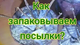 Как запаковываем метельчатые гортензии?Часто спрашиваете. Ответ в видео😃☝