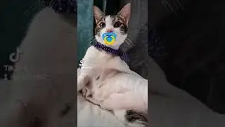 Forever Baby #shorts #viral #youtubeshorts #housepet #viralshort #shortvedios