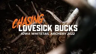 Chasing Lovesick Bucks | Iowa Whitetail Archery 2022