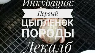 Первый цыпленок Декалб, инкубация