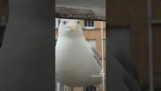 window seagull