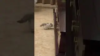 😹Funny Cats Won't Let You Down🥰 | Animals LOL Moments 