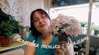 У меня новые сорта фиалок 🌺 Большая распаковка посылки от Маргариты Нестеровой.