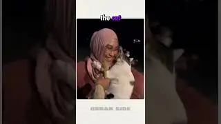 A Cat With His Favorite Toy 😂 