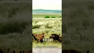 Лев ПОКАЗАЛ кто тут царь! 🦁👑💥