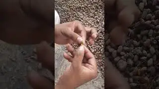 Dried neem fruit/nimboli/seeds available call 7020485737/ 9404859445