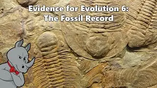 Evidence for Evolution - The Fossil Record