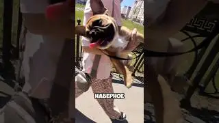 Вам, наверное, скучно без домашних питомцев?😆 #recommended #собака #pets #мем #trending