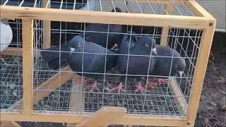 Ярмарка голубей, часть 2. Город Благодарный.