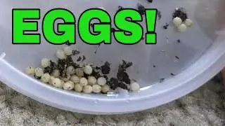 Cotinis nitida Update: Eggs!