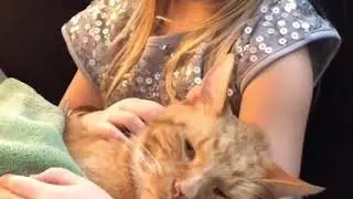Девочка пела песню в машине, держа кошку на руках
