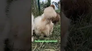 Моя любимая курочка поет песни 