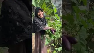 Panen Di Kebun Keluarga Bojonegoro