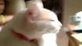 Jack sticks his tongue out.