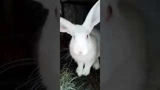 Бабочка + Хиколь.