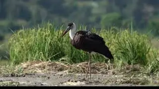 Asian Woolly-necked stork | Woolly-necked stork