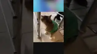 КОТ РАБОТАЕТ В ПЯТЁРОЧКЕ! #shorts