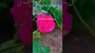 Surah Fatiha #shortsvideo #shortvideo #love #gilgitbiltistan #shorts #short #shortfeed