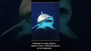 Интересные факты о животных часть 1