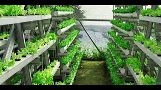 Klick News Live Webinar Hidroponik Imagro 2020. “Taman Hidroponik Hidroponik Asik di Tengah Pandemi”