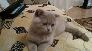 Котёнок встал на заднии лапы
