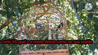 Curio Qual canto é esse na sua região !!!!!