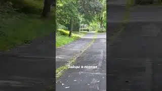 Зайцы в городе Wolfsburg