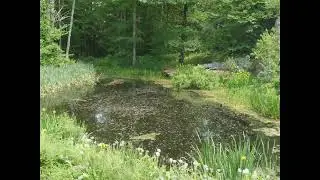 Pond Time Lapse 4