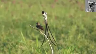 Male PIN-TAILED WHYDAH's Elegant Courtship Dance & Mating