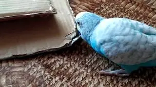 попугай Кузя