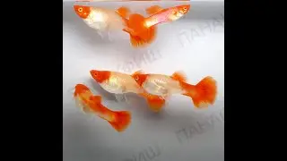 Гуппи кои красноглазый (Poecilia reticulata)
