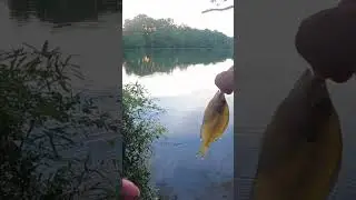 Ultralight fishing with worms