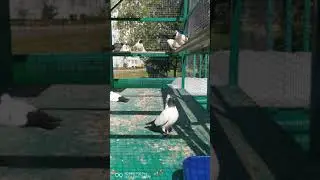 Крестовые монахи